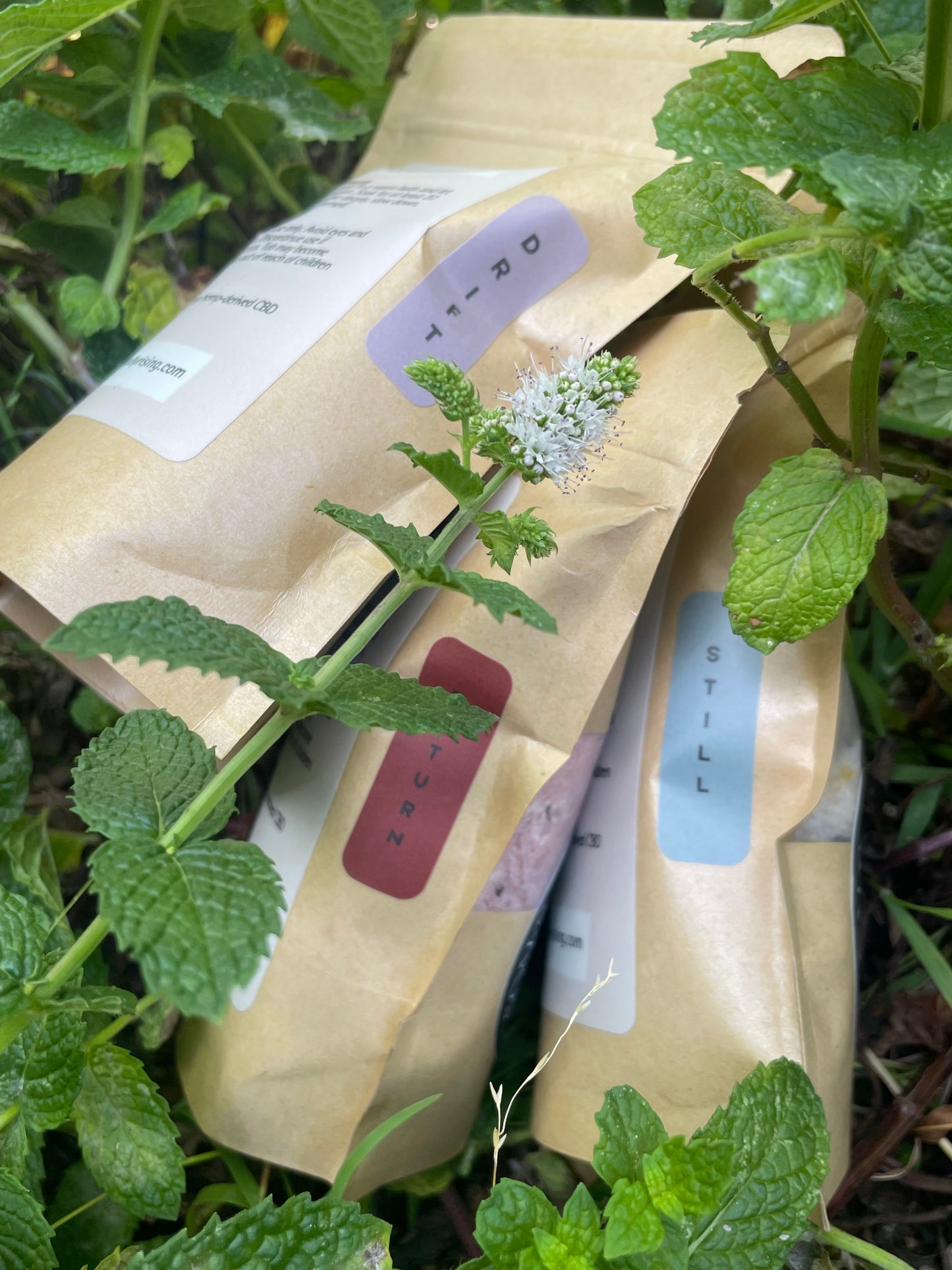 STILL: Regulate The Moment – Soul Soaks all three blends nestled in fresh herbs