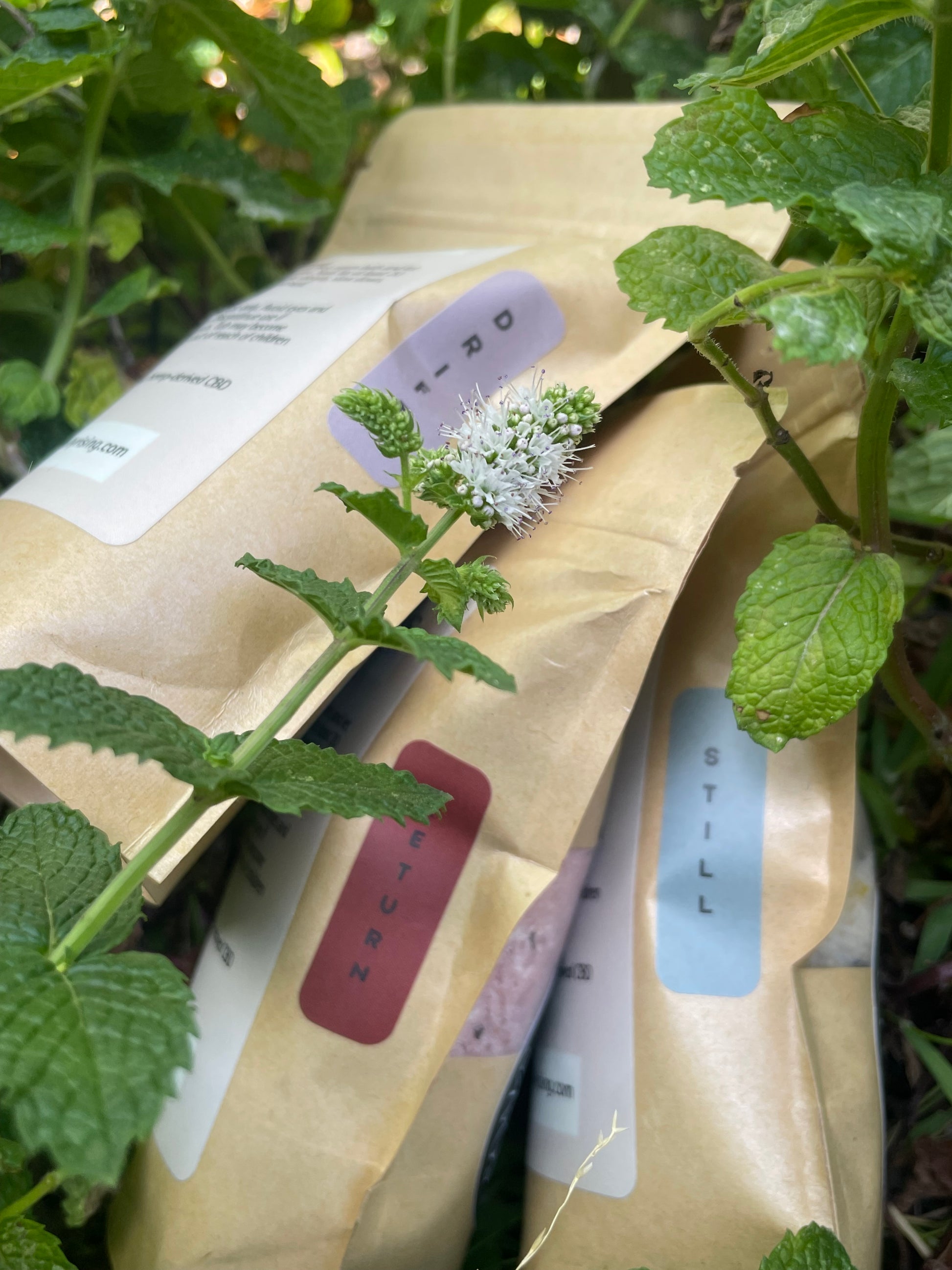 RETURN: Come Back To Self – Soul Soaks all three blends nestled in fresh herbs